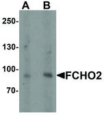Anti-FCHO2 antibody produced in rabbit affinity isolated antibody, buffered aqueous solution