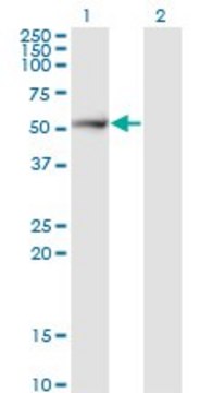 Monoclonal Anti-PSMD5 antibody produced in mouse clone 1H7, purified immunoglobulin, buffered aqueous solution