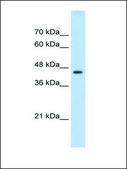 Anti-TEAD3 (AB2) antibody produced in rabbit affinity isolated antibody