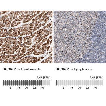 Anti-UQCRC1 antibody produced in rabbit Ab1, Prestige Antibodies&#174; Powered by Atlas Antibodies, affinity isolated antibody, buffered aqueous glycerol solution