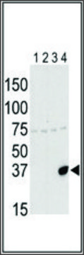 Anti-Aurora-C (N-term G11) antibody produced in rabbit IgG fraction of antiserum, buffered aqueous solution