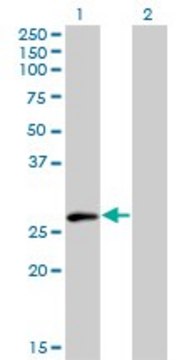 Monoclonal Anti-ELF5 antibody produced in mouse clone 3D10, purified immunoglobulin, buffered aqueous solution