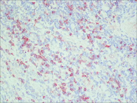 抗鼠 IgG（全分子）&#8722; 过氧化物酶 兔抗 affinity isolated antibody, buffered aqueous solution