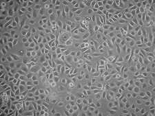 HPDE6c7 Human Pancreatic Duct Epithelial Cell Line
