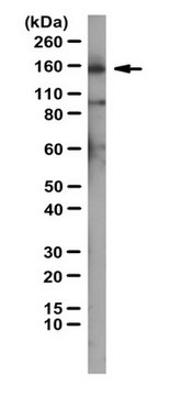 Anti-Srg3/BAF155 Antibody serum, from rabbit