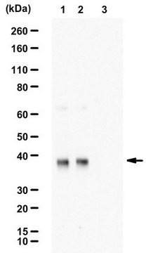 Anti-phospho-eIF-2&#945; (Ser51) Upstate&#174;, from rabbit