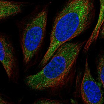 Anti-Cnot1 Antibody Produced In Rabbit Prestige Antibodies&#174; Powered by Atlas Antibodies, affinity isolated antibody, buffered aqueous glycerol solution