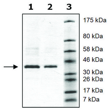 Tyk2 active human recombinant, expressed in baculovirus infected Sf9 cells, &#8805;90% (SDS-PAGE)