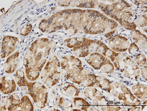 Monoclonal Anti-PVRL3 antibody produced in mouse clone 1D1, purified immunoglobulin, buffered aqueous solution