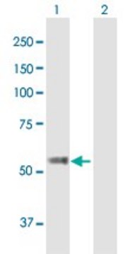 Anti-TBC1D19 antibody produced in mouse purified immunoglobulin, buffered aqueous solution