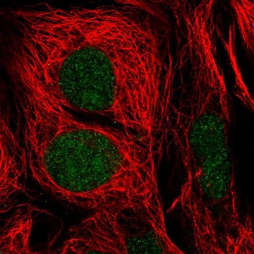 Anti-GTF2E1 antibody produced in rabbit Prestige Antibodies&#174; Powered by Atlas Antibodies, affinity isolated antibody