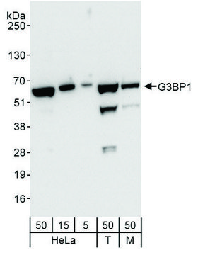 Rabbit anti-G3BP1 Antibody, Affinity Purified Powered by Bethyl Laboratories, Inc.