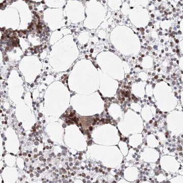 Anti-KIF4A antibody produced in rabbit Prestige Antibodies® Powered by Atlas Antibodies, affinity isolated antibody, buffered aqueous glycerol solution
