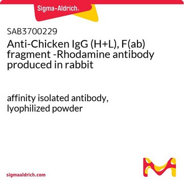 Anti-Chicken IgG (H+L), F(ab) fragment -Rhodamine antibody produced in rabbit affinity isolated antibody, lyophilized powder