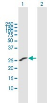 Anti-IGSF6 antibody produced in mouse purified immunoglobulin, buffered aqueous solution