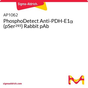 PhosphoDetect Anti-PDH-E1&#945; (pSer²⁹³) Rabbit pAb