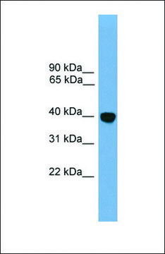 Anti-Klf2 antibody produced in rabbit affinity isolated antibody