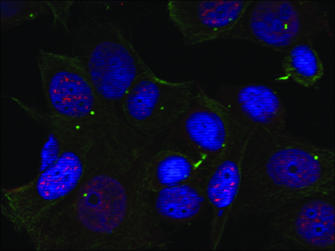 Anti-phospho-REL (pSer503) antibody produced in rabbit affinity isolated antibody