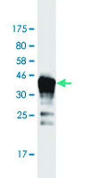 Monoclonal Anti-DAZAP2 antibody produced in mouse clone 8G5, purified immunoglobulin