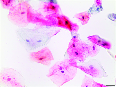 Papanicolaou Stain Modified EA