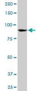 Monoclonal Anti-HNRNPU antibody produced in mouse clone 4G11, purified immunoglobulin, buffered aqueous solution