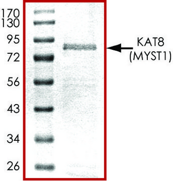 KAT8 (2-467), GST tagged human recombinant, expressed in baculovirus infected Sf9 cells, &#8805;70% (SDS-PAGE), buffered aqueous glycerol solution