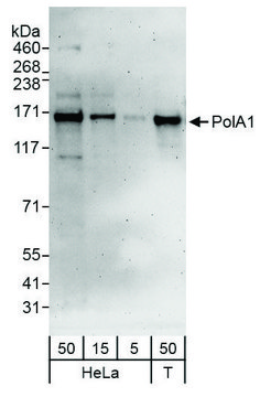 Rabbit anti-PolA1 Antibody, Affinity Purified Powered by Bethyl Laboratories, Inc.