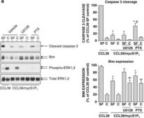 Anti-Bim Antibody, internal epitope, pan-Bim isoforms Chemicon®, from rabbit