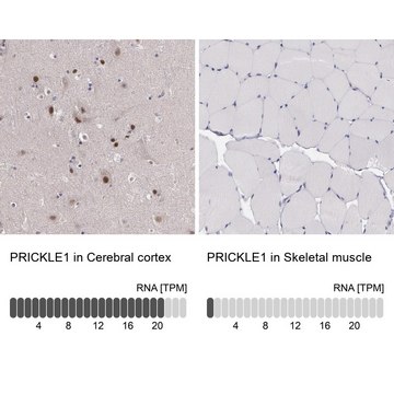 Anti-PRICKLE1 antibody produced in rabbit Prestige Antibodies&#174; Powered by Atlas Antibodies, affinity isolated antibody, buffered aqueous glycerol solution