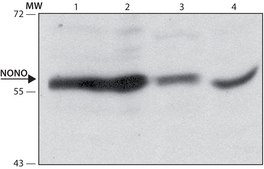 Anti-NONO (N-terminal) antibody produced in rabbit ~1.0 mg/mL, affinity isolated antibody, buffered aqueous solution