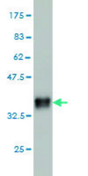 Monoclonal Anti-CTNS antibody produced in mouse clone 5G6, purified immunoglobulin, buffered aqueous solution