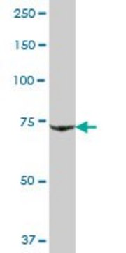 Anti-IKBKB antibody produced in mouse purified immunoglobulin, buffered aqueous solution