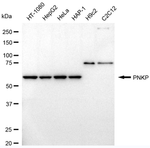 Anti PNKP Antibody, clone 24GB965, Rabbit Monoclonal clone 24GB965, recombinant rabbit monoclonal, expressed in HEK293 cells