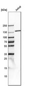 Anti-TPP2 antibody produced in rabbit Prestige Antibodies® Powered by Atlas Antibodies, affinity isolated antibody, buffered aqueous glycerol solution