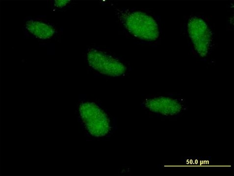 Anti-SAP18 antibody produced in mouse purified immunoglobulin, buffered aqueous solution