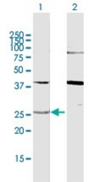 Anti-YWHAG antibody produced in rabbit purified immunoglobulin, buffered aqueous solution