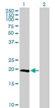 Anti-IL23A antibody produced in mouse purified immunoglobulin, buffered aqueous solution