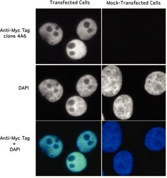 Anti-Myc Tag Antibody, clone 4A6 clone 4A6, Upstate&#174;, from mouse