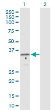 Anti-GTF2B antibody produced in rabbit purified immunoglobulin, buffered aqueous solution