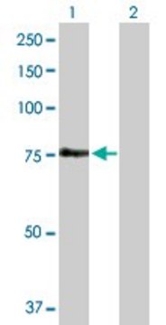 Anti-FEM1A antibody produced in rabbit purified immunoglobulin, buffered aqueous solution