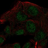 Anti-NAALADL2 antibody produced in rabbit Prestige Antibodies® Powered by Atlas Antibodies, affinity isolated antibody, buffered aqueous glycerol solution