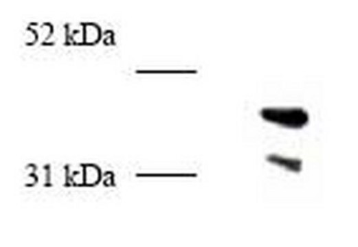 Anti-PCNA (247-261) (Ab-5) Rabbit pAb liquid, Calbiochem&#174;