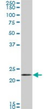 Monoclonal Anti-RAB11A antibody produced in mouse clone 1F7-2A8, purified immunoglobulin, buffered aqueous solution