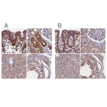 抗-NUBP1 兔抗 Prestige Antibodies&#174; Powered by Atlas Antibodies, affinity isolated antibody, buffered aqueous glycerol solution