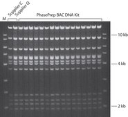 PhasePrep™ BAC DNA试剂盒 Scalable method for isolating large-molecular weight plasmids
