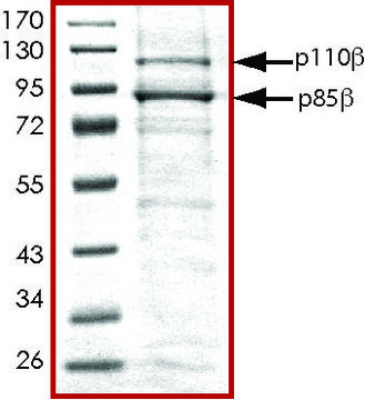 PI3K (p110-&#946;/p85-&#946;), active, His tagged human PRECISIO&#174;, recombinant, expressed in baculovirus infected Sf9 cells, &#8805;70% (SDS-PAGE), buffered aqueous glycerol solution