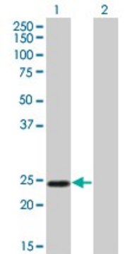 Monoclonal Anti-TWIST1 antibody produced in mouse clone 3E11, purified immunoglobulin, buffered aqueous solution