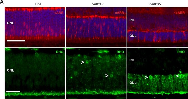 Anti-Rhodopsin Antibody, CT, last 9 amino acids, clone Rho 1D4 clone Rho 1D4, Chemicon&#174;, from mouse