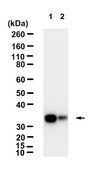 Anti-KLF2 Antibody, clone 1C3 ZooMAb® Rabbit Monoclonal recombinant, expressed in HEK 293 cells