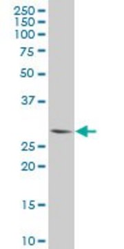 Monoclonal Anti-PLSCR3 antibody produced in mouse clone 2C8, purified immunoglobulin, buffered aqueous solution